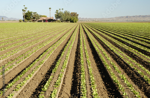 lettuce field