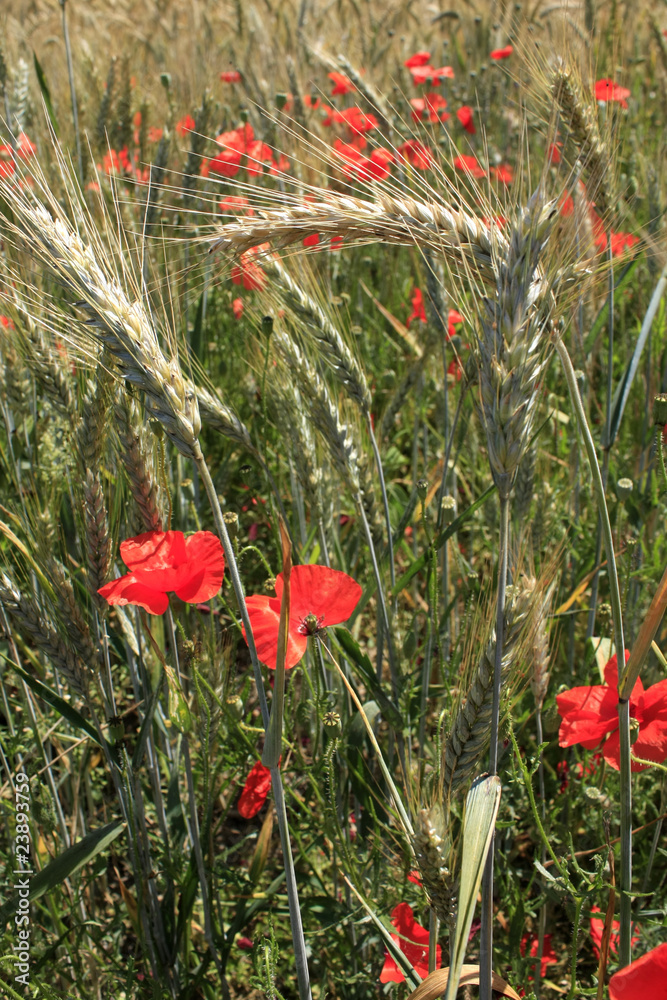 Fototapeta premium céréales et coquelicots