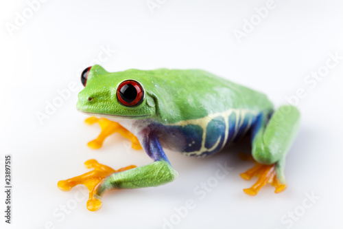 Tree frog