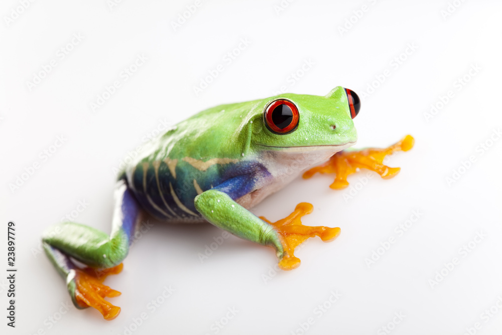 Obraz premium Tree frog