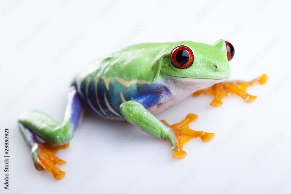 Obraz premium Green frog