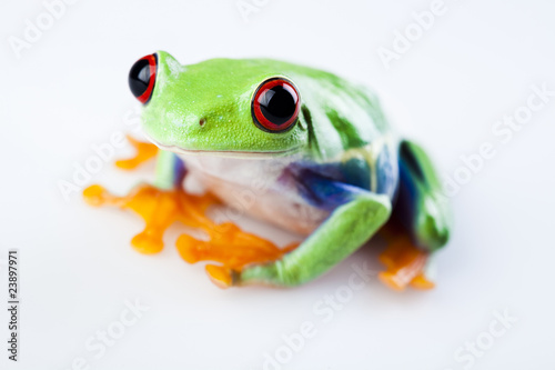 Small animal red eyed frog