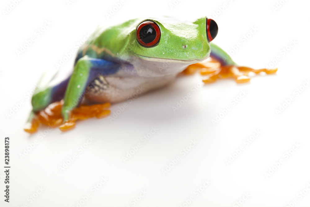 Fototapeta premium Green frog