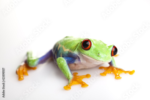 Red eye frog