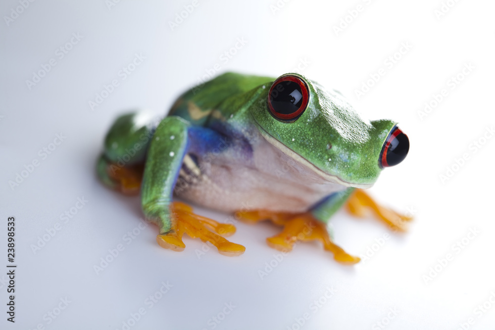 Fototapeta premium Green frog