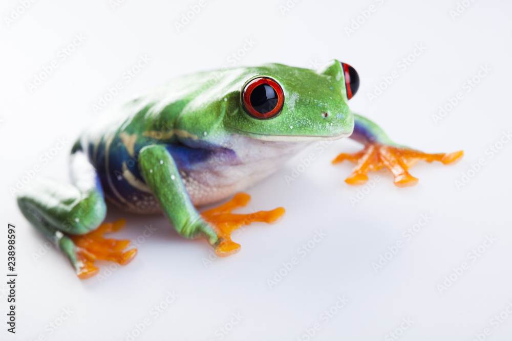 Obraz premium Frog