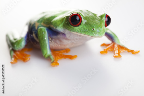 Small frog