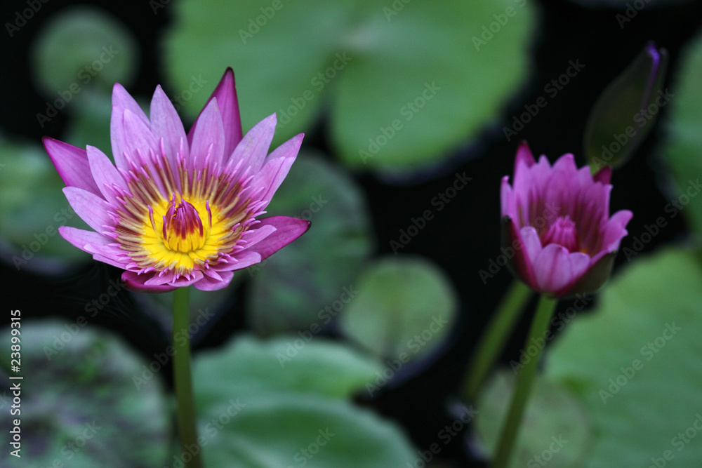 flore aquatique, nénuphar mauve flore aquatique, nénuphar mauve