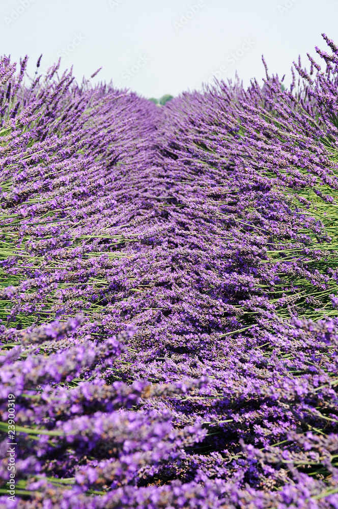 Obraz premium Campo di lavanda