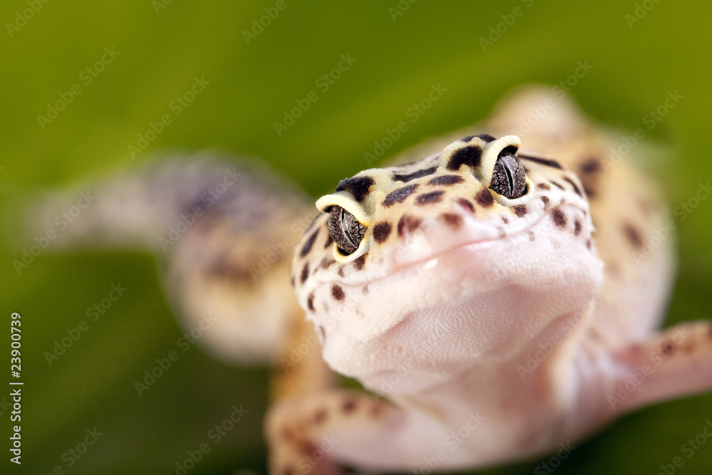 Fototapeta premium Gecko closeup on green leaf