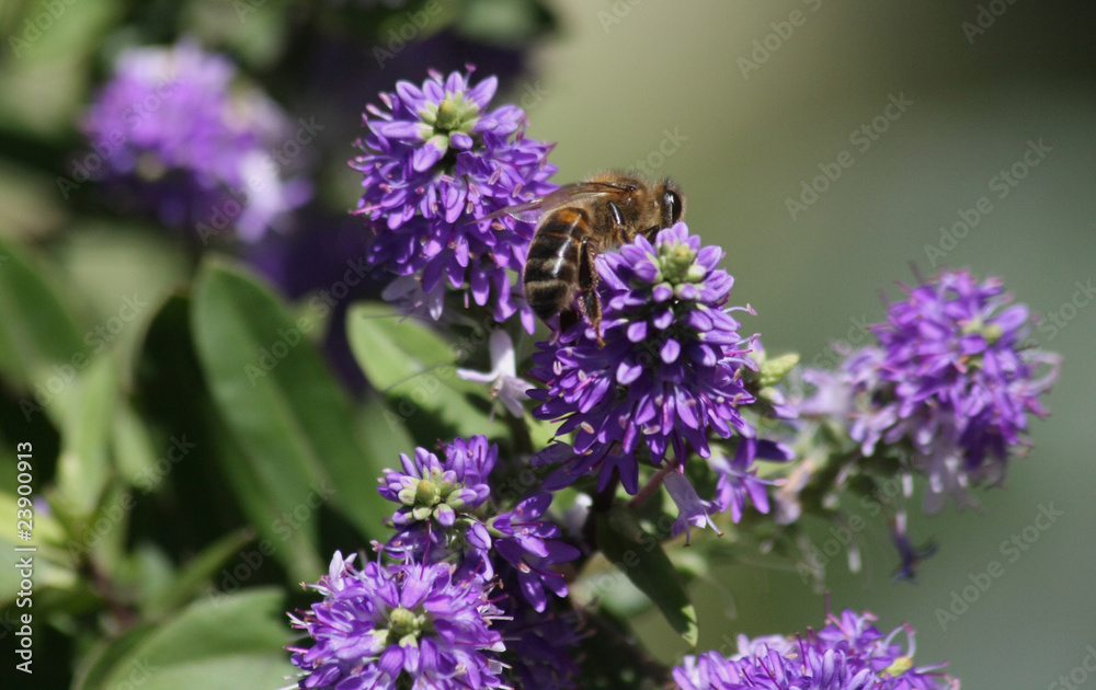 Obraz premium abeille sur fleur