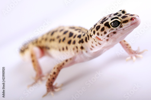 Gecko portrait! © BrunoWeltmann