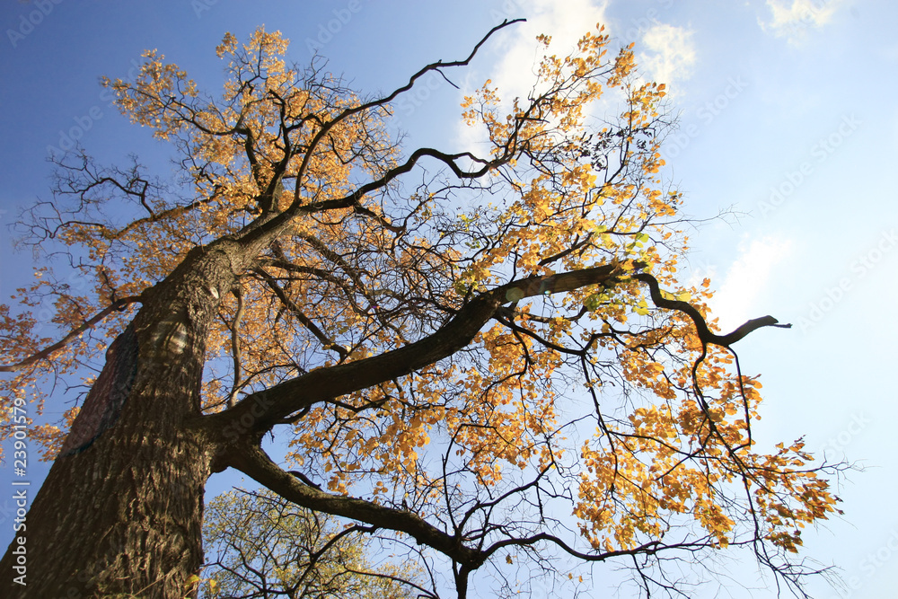Autumn tree-wide angle portrait Autumn tree-wide angle portrait