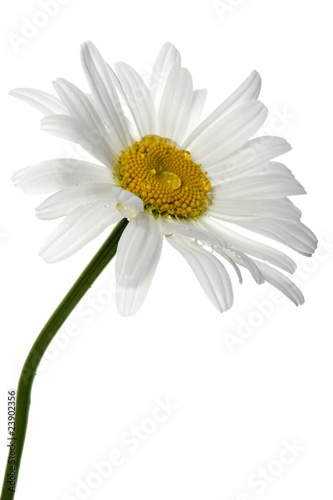 Fototapeta Naklejka Na Ścianę i Meble -  White flowers on white close up