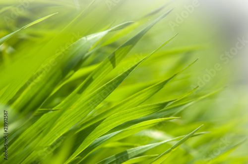 Fresh green grass in the morning light