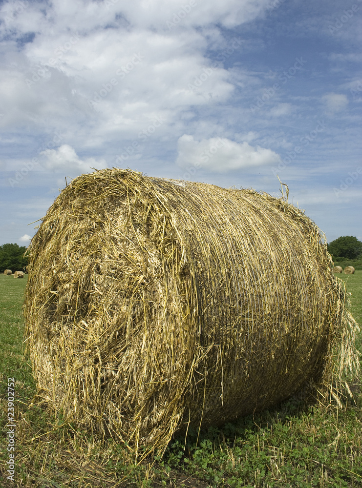 straw hay bale in the harvested field