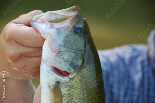 largemouth bass