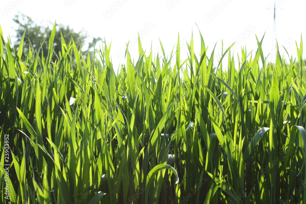 Obraz premium Cereal field close up