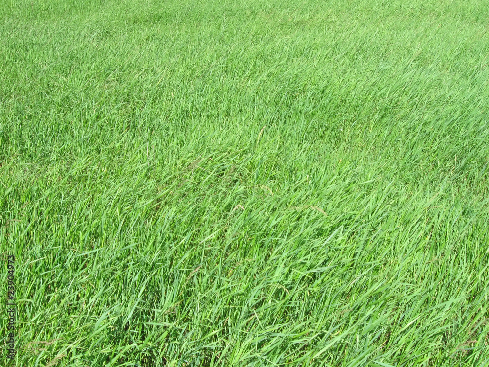 young green grass background, nature concept young green grass background, nature concept