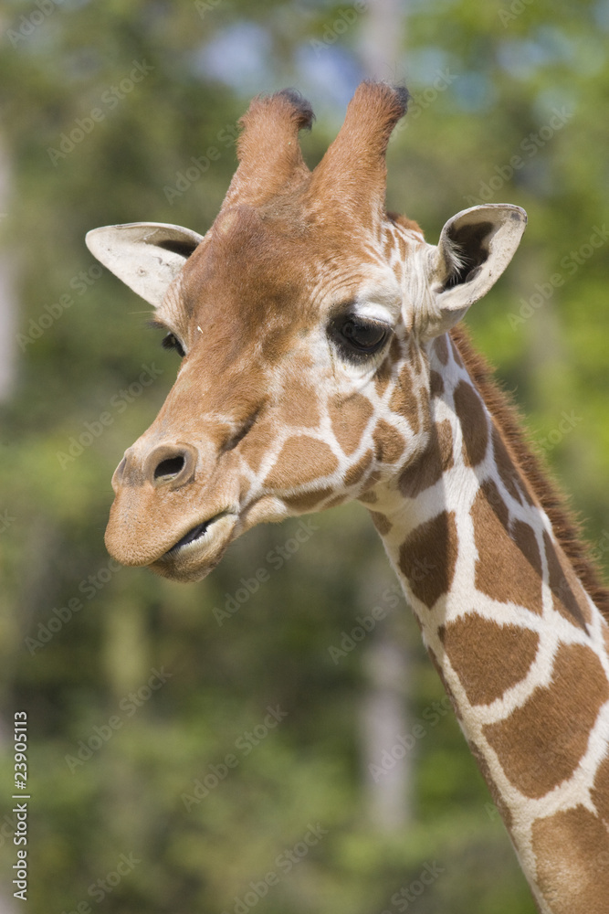 Naklejka premium Giraffe Portrait
