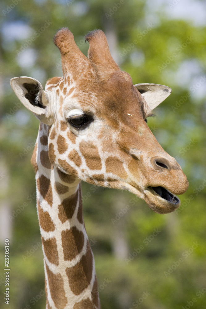 Obraz premium Giraffe Portrait