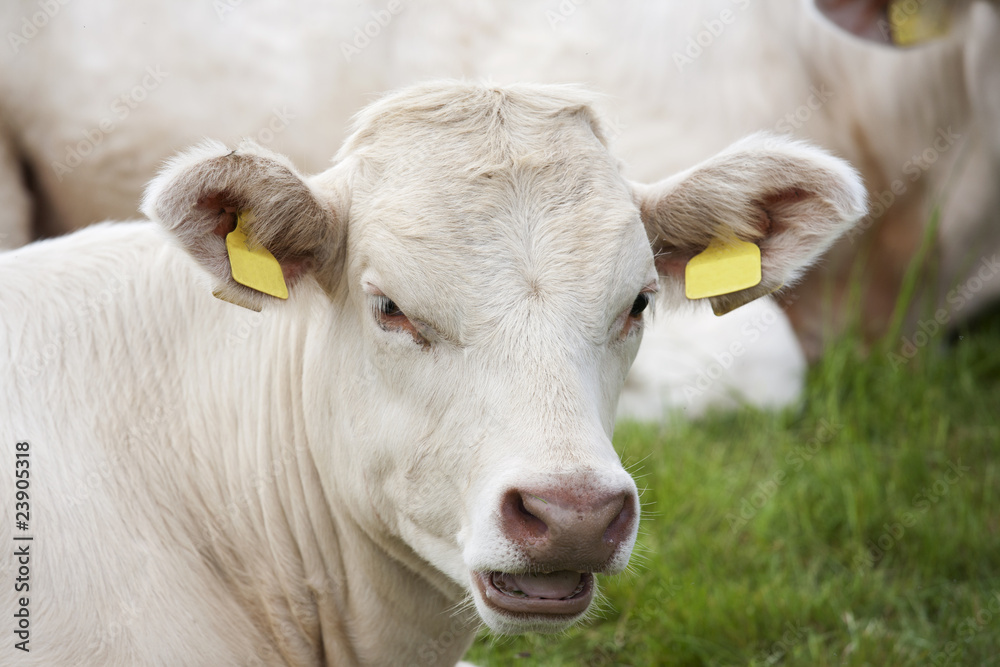 brown cow brown cow