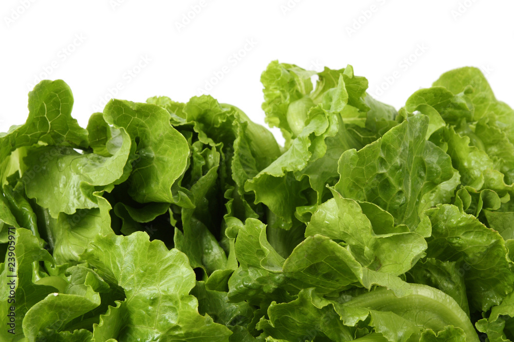 lettuce leaf