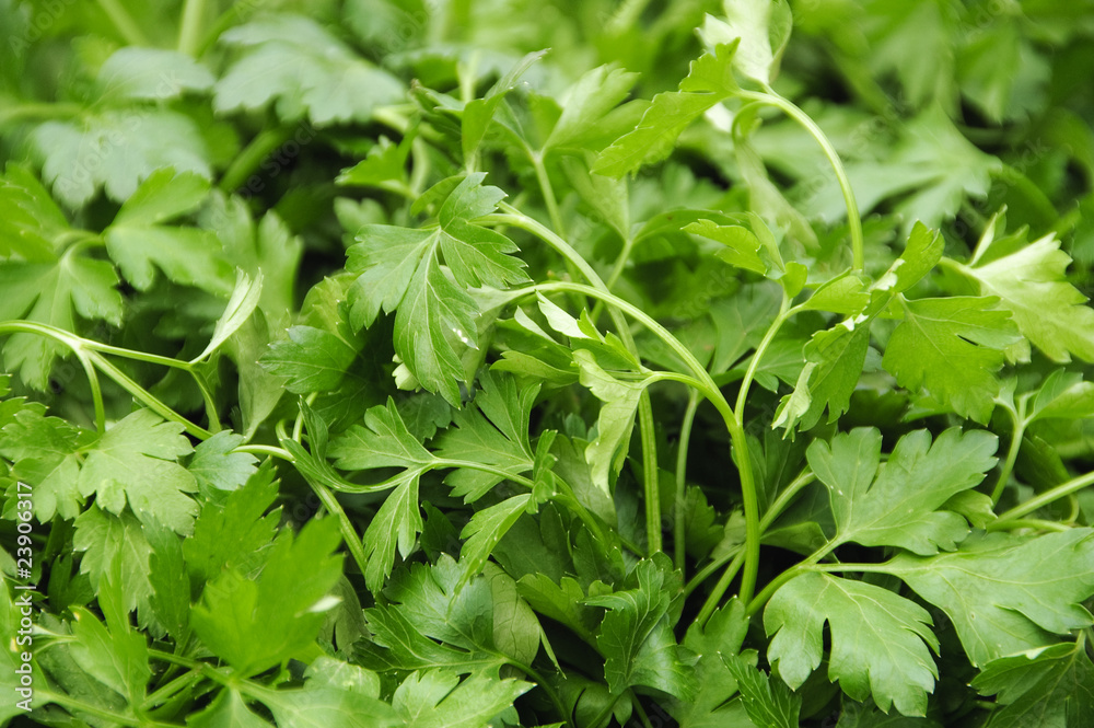 parsley parsley