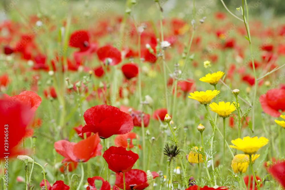 Obraz premium Mohnfeld