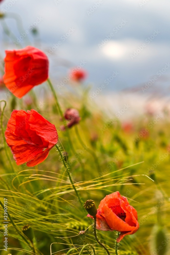 Naklejka premium flowers