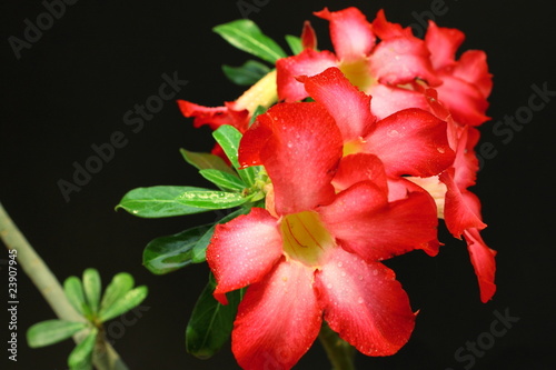 Red bouquet in your garden