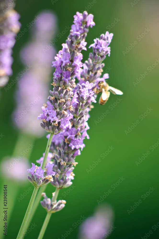 Ape su fiore di lavanda Ape su fiore di lavanda