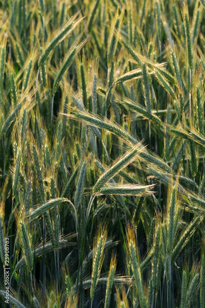 Obraz premium young rye spike