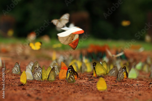 The colorful Butterfly on ground