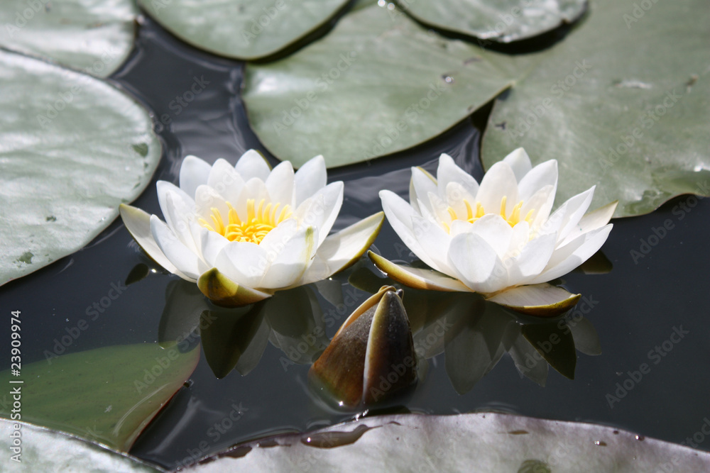 Water flowers