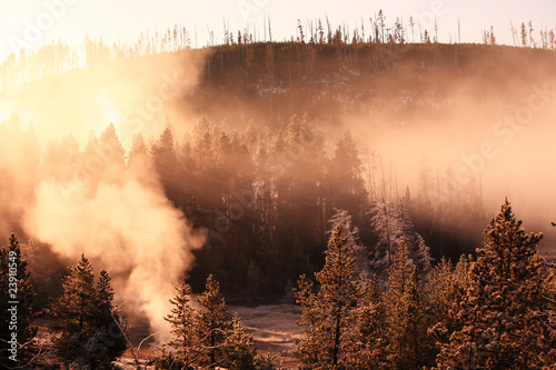 Misty forest Yellowstone National Park United States.