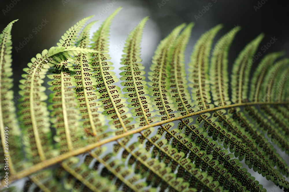 Fototapeta premium foglie 776