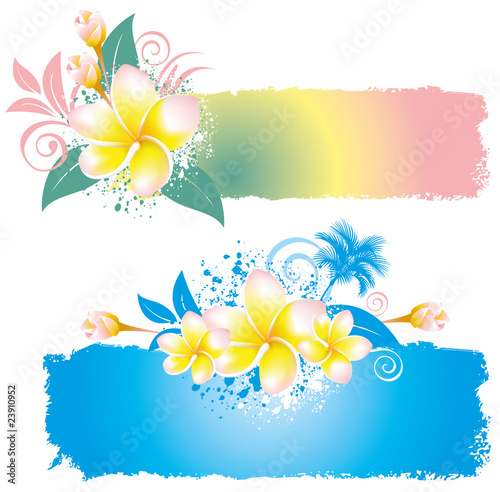 background with flower plumeria