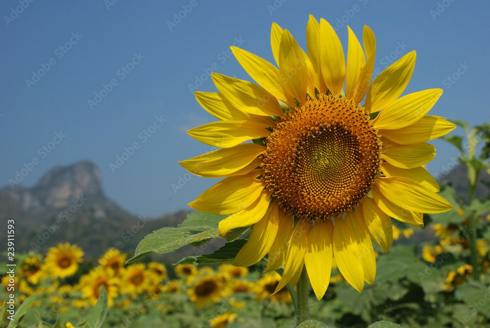 Sunflower @ Thailand Sunflower @ Thailand