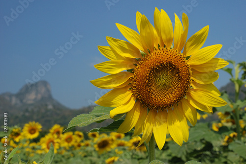 Sunflower @ Thailand