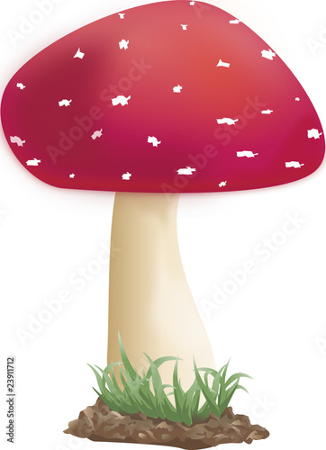 Fliegenpilz