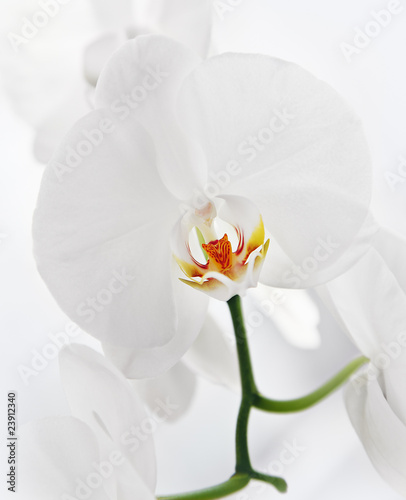 weisse orchidee