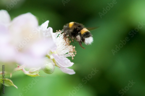 bumble bee in flight extracting pollen