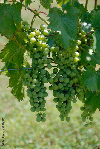 Wallpaper Mural vineyard grapes Torontodigital.ca