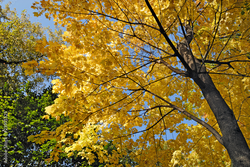 Maple tree in autumn colors Maple tree in autumn colors