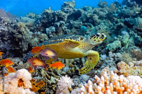 Obraz na płótnie Sea turtle on the coral reef w salonie