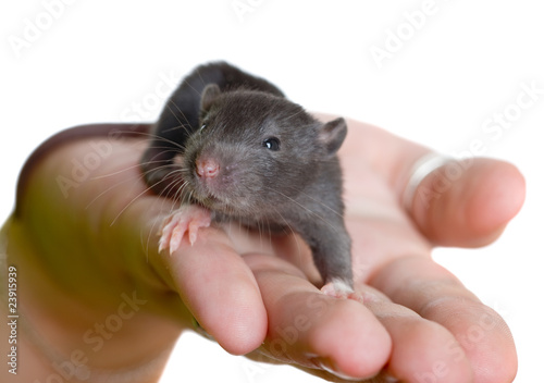 Very small young rat