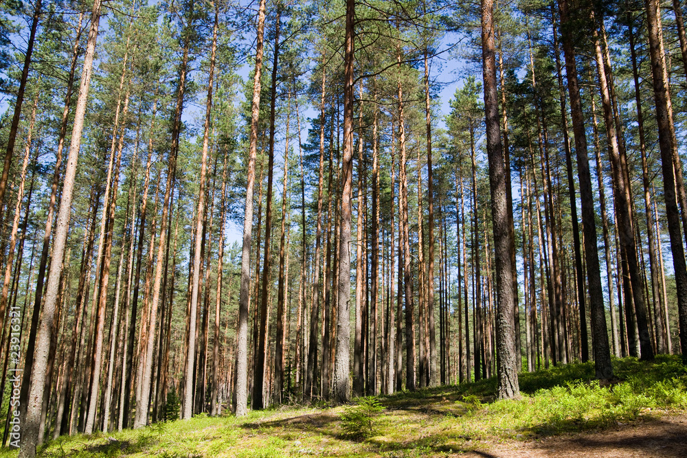 pine wood pine wood