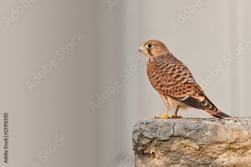 Photo Stock Faucon Crecerelle Oiseau Rapace Bebe Jeune Plume Oeil Adobe Stock Photo Stock Faucon Crecerelle Oiseau Rapace Bebe Jeune Plume Oeil Adobe Stock