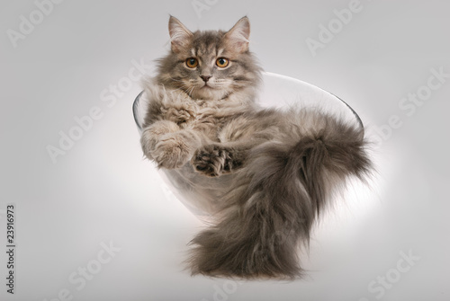 cat in bowl